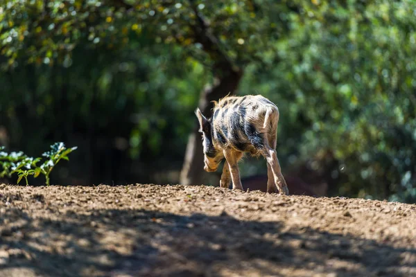 Wild Piglet Grazing Forest — Stock Photo, Image