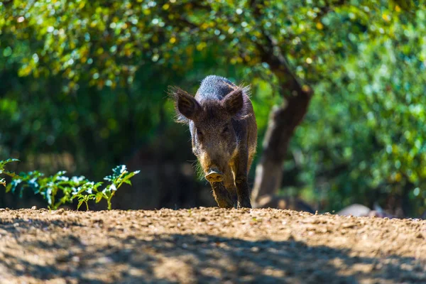 Wild Piglet Grazing Forest — Stock Photo, Image