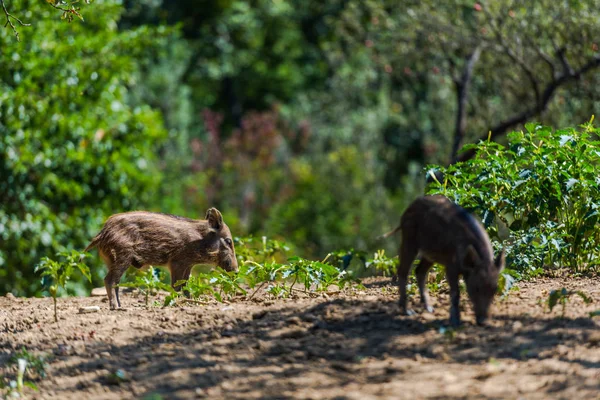 Wild Pigs Grazing Forest — Stock Photo, Image