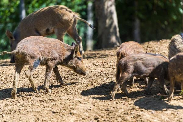 Wild Pigs Grazing Forest — Stock Photo, Image