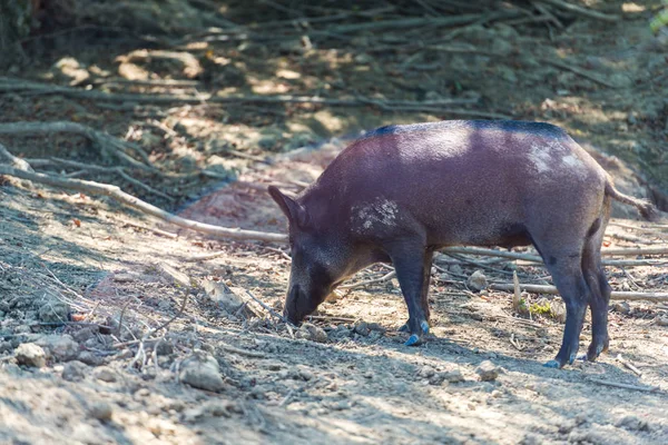 Wild Pig Grazing Natural Habitat — Stock Photo, Image