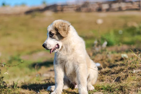 Portrait Cute Fluffy Shepherd Puppy Playing Outdoor — Stock Photo, Image