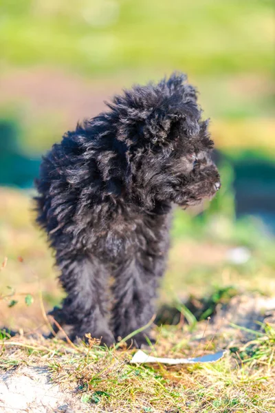 Cute Black Fluffy Puppy Playing Outdoor — Stock Photo, Image