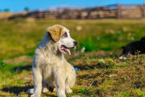 Portrait Cute Fluffy Shepherd Puppy Playing Outdoor — Stock Photo, Image