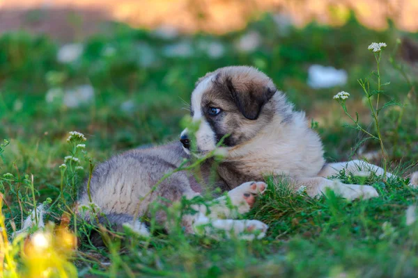 Porträtt Söta Fluffiga Shepherd Valp Spelar Utomhus — Stockfoto