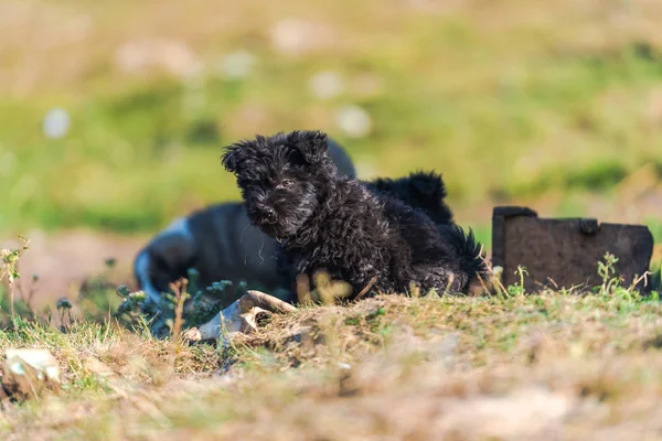 Sevimli siyah Kabarık köpek yavrusu açık oynuyor