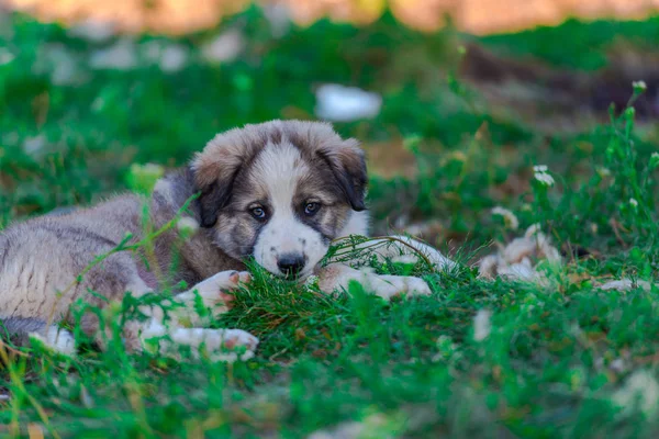 Portrait Cute Fluffy Shepherd Puppy Playing Outdoor — Stock Photo, Image