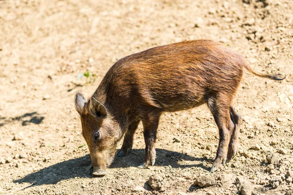 Wild Pig Grazing Natural Habitat Stock Image