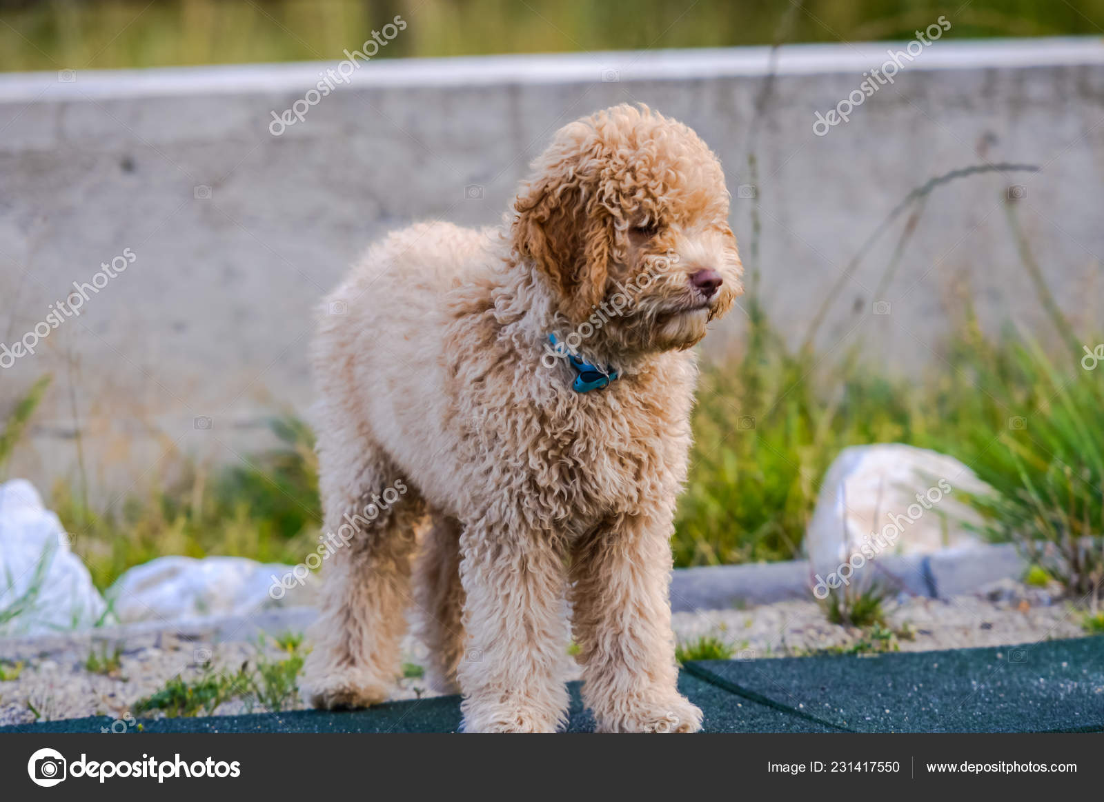 beige poodle