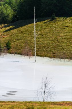 toksik ekosistem, gri toksik göl ve büyüyen Kuru ağaçlar ve bitkiler 
