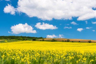 mavi bulutlu gökyüzü ve kırsal çayır alan 