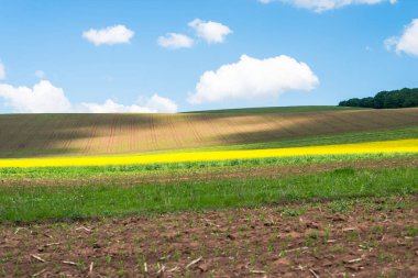 Bahar mevsiminde parlak çiçek açan kolza alanı