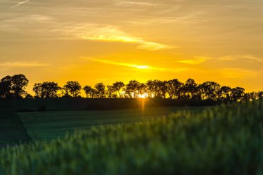 ağaçlar, doğa kavramı ile kırsal alandaki günbatımı gökyüzü 