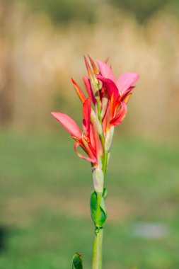 Doğal bulanık arka planda ihale çiçekler