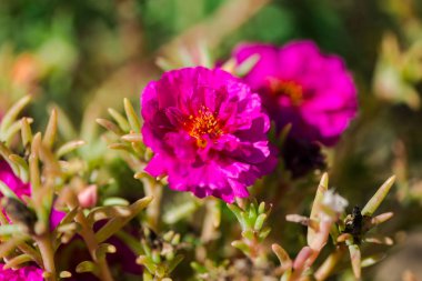 Çiçek yatağında büyüyen düzenli çiçekler