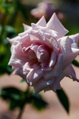 Bulanık doğal arka planda çiçeğin yakın görünümü.