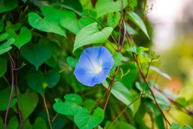 Bulanık doğal arka planda çiçeğin yakın görünümü.