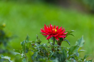 Bulanık doğal arka planda çiçeğin yakın görünümü.