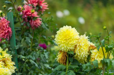 Çiçek yatağında büyüyen düzenli çiçekler