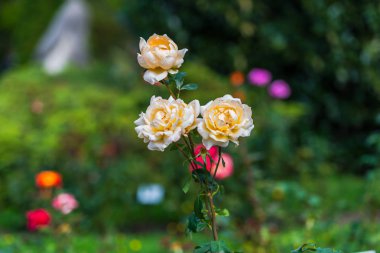 Çiçek yatağında büyüyen düzenli çiçekler