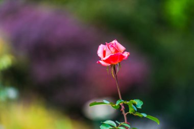 Bulanık doğal arka planda çiçeğin yakın görünümü.