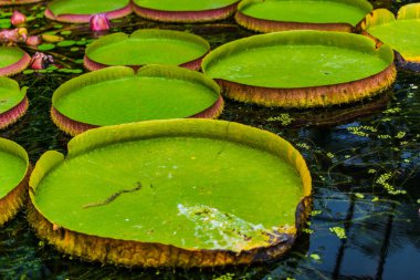 Lotus yeşil gölet suda yaprakları