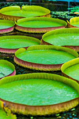 Lotus yeşil gölet suda yaprakları