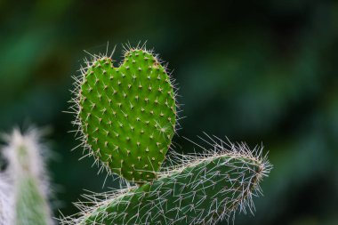 Taze dikenli sulu meyveler dışarıda growig, yakın görünüm.