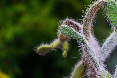 Taze dikenli sulu meyveler dışarıda growig, yakın görünüm.