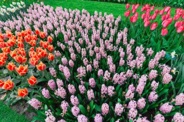 Çiçek yatağında büyüyen taze laleler