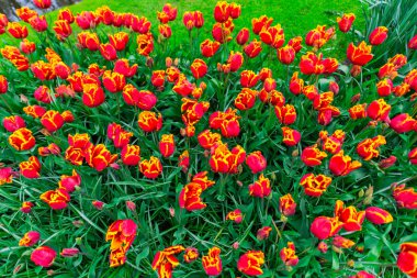 Çiçek yatağında büyüyen taze laleler