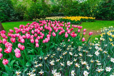 Çiçek yatağında büyüyen taze laleler