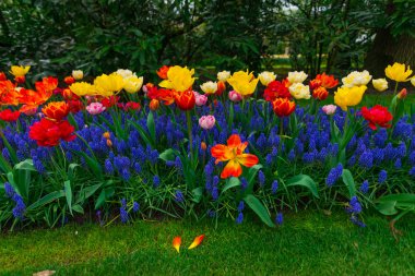 Çiçek yatağında büyüyen taze laleler