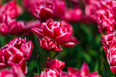 Çiçek yatağında büyüyen taze laleler