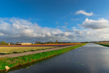 Kırsal kesimde çiçek bahçe ekimi, Hollanda.