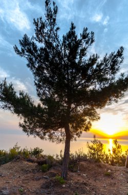 görkemli mavi turuncu günbatımı gökyüzü göl su ve büyüyen bitkiler ağaçlar 