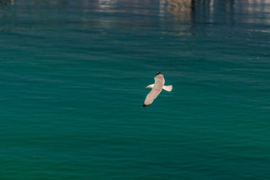 Uçan martı yakın görünümü