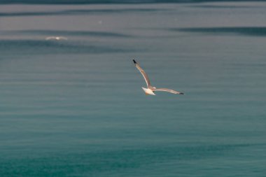 Mavi deniz üzerinde uçan martılar