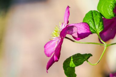 Bulanık doğal arka plandaki çiçeklerin yakın görünümü.