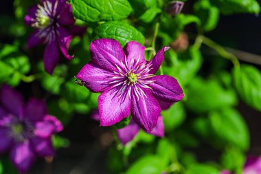 Bulanık doğal arka plandaki çiçeklerin yakın görünümü.