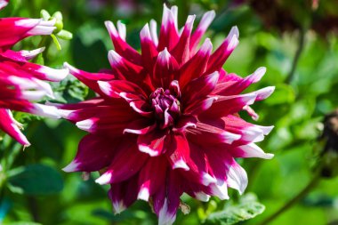 Bulanık doğal arka plandaki çiçeklerin yakın görünümü.