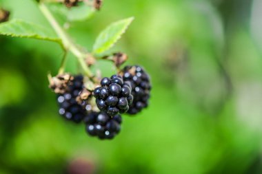 Açık havada Bush üzerinde büyüyen taze böğürtlen