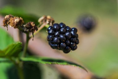 Bahar ormanının detayları, doğal arka plan.