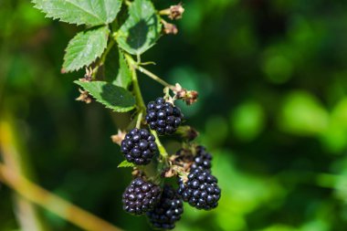 Açık havada Bush üzerinde büyüyen taze böğürtlen