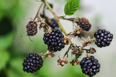 Açık havada Bush üzerinde büyüyen taze böğürtlen