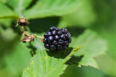 Bahar ormanının detayları, doğal arka plan.