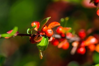 Bahar ormanının detayları, doğal arka plan.