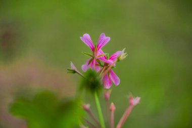 Bulanık doğal arka plandaki çiçeklerin yakın görünümü.