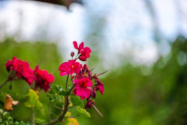 Bulanık doğal arka plandaki çiçeklerin yakın görünümü.