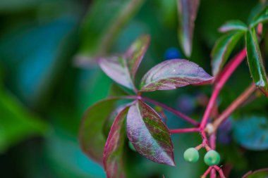 Bahar ormanının detayları, doğal arka plan.